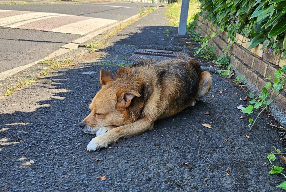 Fundmeldung Hund rassenmischung Männliche Riom Frankreich