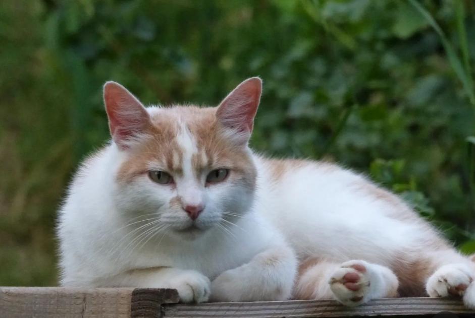 Vermisstmeldung Katze Männliche , 3 jahre Valence Frankreich