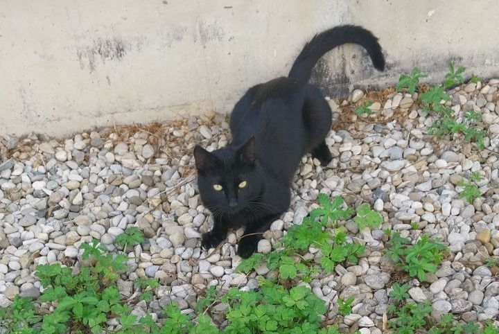 Vermisstmeldung Katze Männliche , 13 jahre Saint-Martin-d'Hères Frankreich