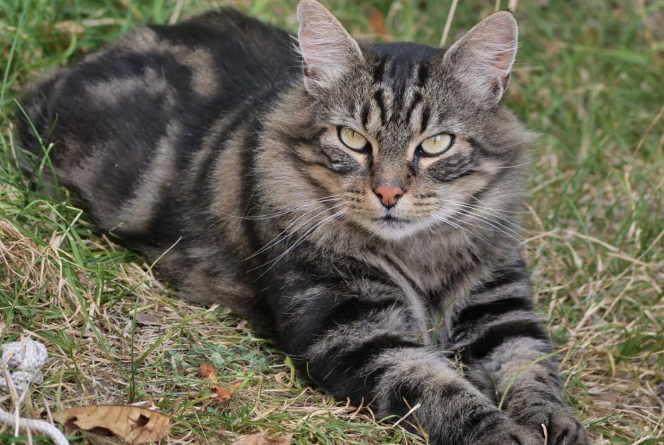 Discovery alert Cat miscegenation Female Gigors-et-Lozeron France