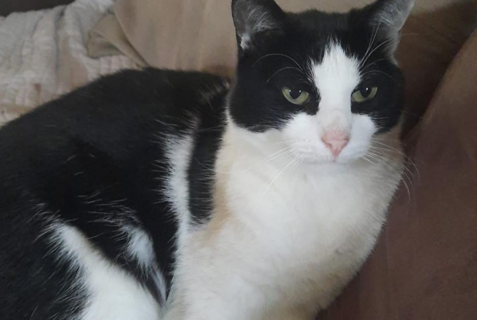 Disappearance alert Cat Male , 6 years Beaumont France