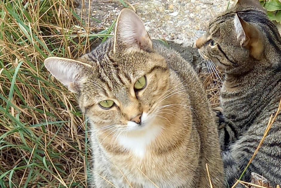 Alerta de Desaparición Gato Hembra , 2 años Holtzheim Francia