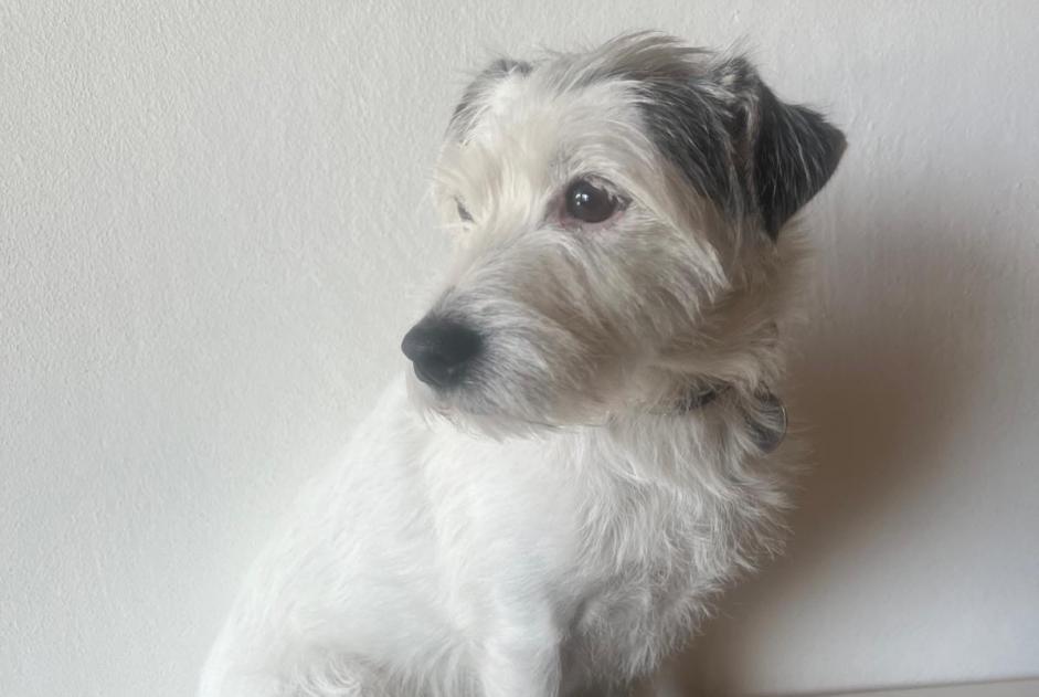 Alerta de Desaparición Perro  Hembra , 9 años Collonges-sous-Salève Francia