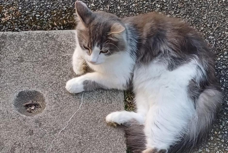 Avviso scomparsa Gatto incrocio di razze Maschio , 4 anni Brié-et-Angonnes Francia