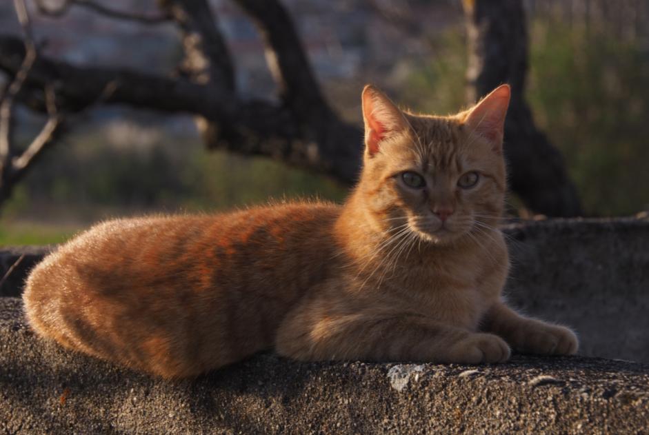 Avviso scomparsa Gatto Maschio , 4 anni Le Crest Francia