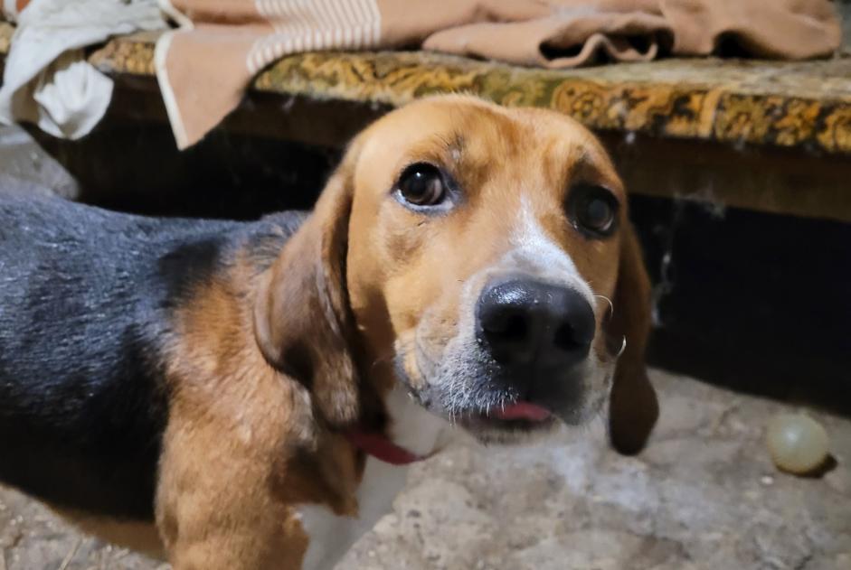 Ontdekkingsalarm Hond Mannetje Pontaumur Frankrijk