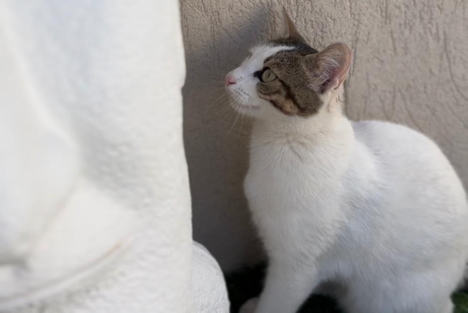 Alerta desaparecimento Gato cruzamento Fêmea , 2 anos Pignans France